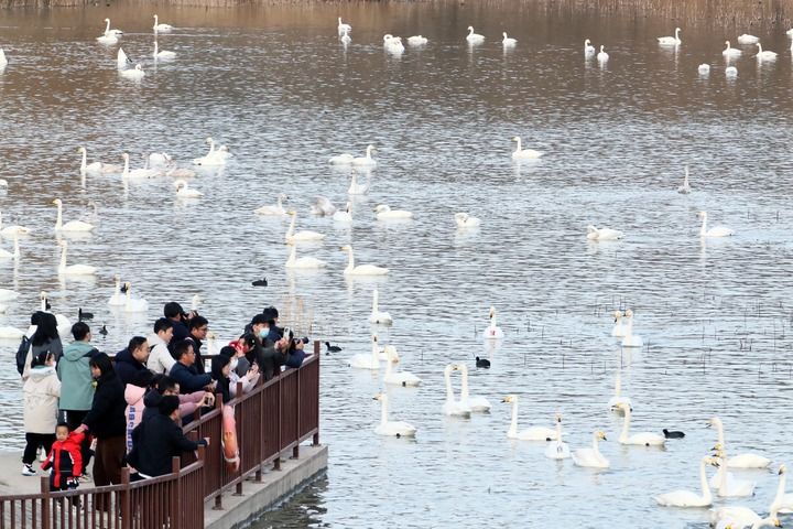   2025年12月20日，游人在河南省三门峡市天鹅湖国家城市湿地公园观赏天鹅。